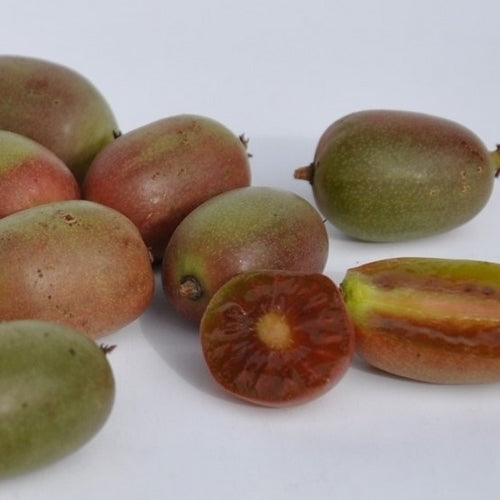 Mini Kiwi (Female) 'Mammy Weiki'