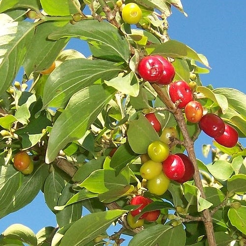 Kornoeljekers 'Aurea'