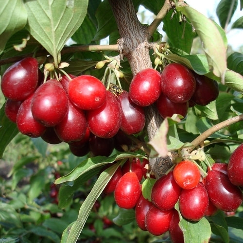 Kornoeljekers 'Florianka'