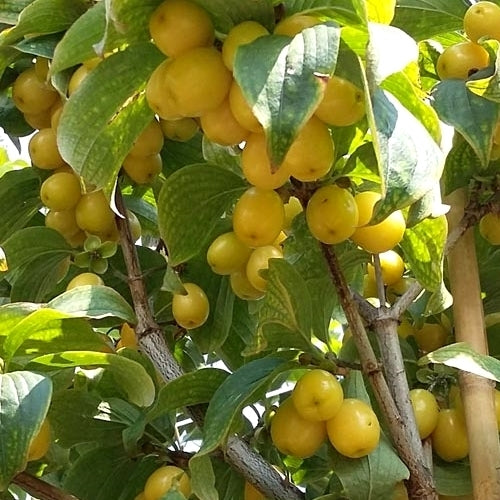 Kornoeljekers 'Jantarnyj'