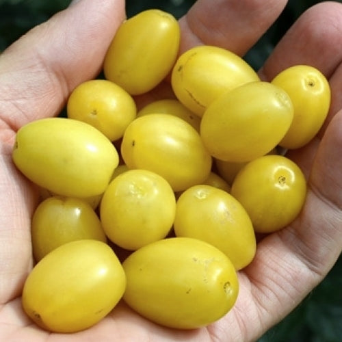 Kornoeljekers 'Jantarnyj'