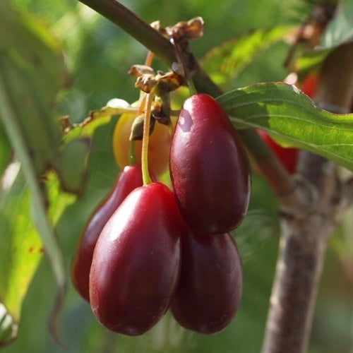 Kornoeljekers 'Pioneer' / 'Elegantnyj'
