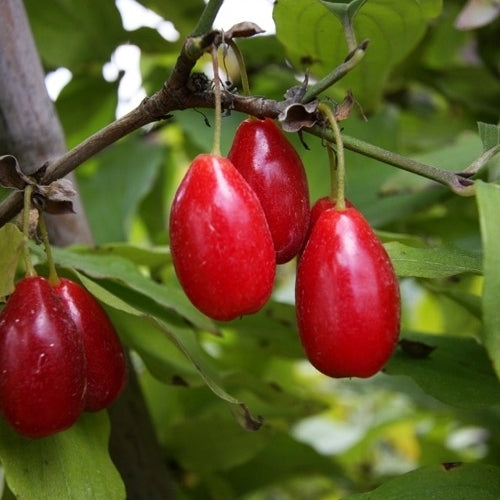 Cornelian Cherries 'Schönbrunner Gourmet' / 'Kasanlaker'