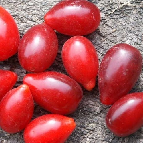 Cornelian Cherries 'Schönbrunner Gourmet' / 'Kasanlaker'