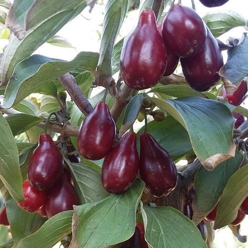Kornoeljekers 'Szafer'