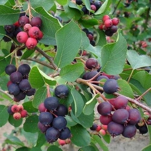 Serviceberry, Large-fruited 'Smoky'