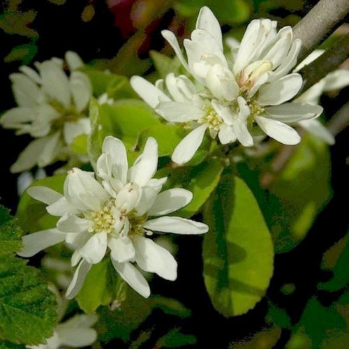 Serviceberry, Large-fruited 'Smoky'