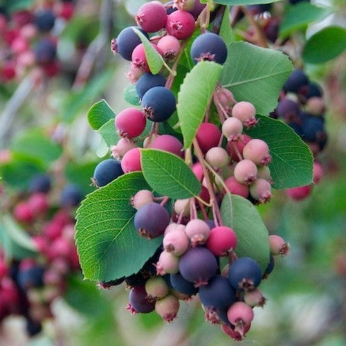 Krentenboompje, Grootvruchtige 'Rainbow Pillar'