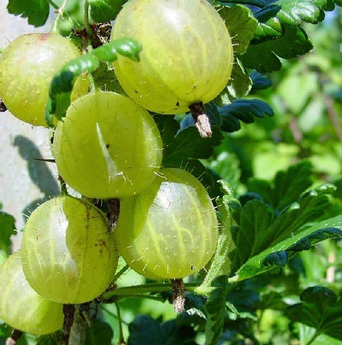 Kruisbes, Groene 'Hinnonmacki Grön'