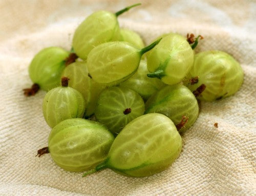 Kruisbes, Groene 'Invicta'