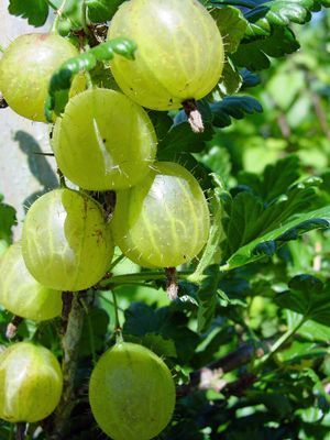 Kruisbes, Groene 'Invicta'
