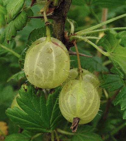 Kruisbes, Groene 'Invicta'