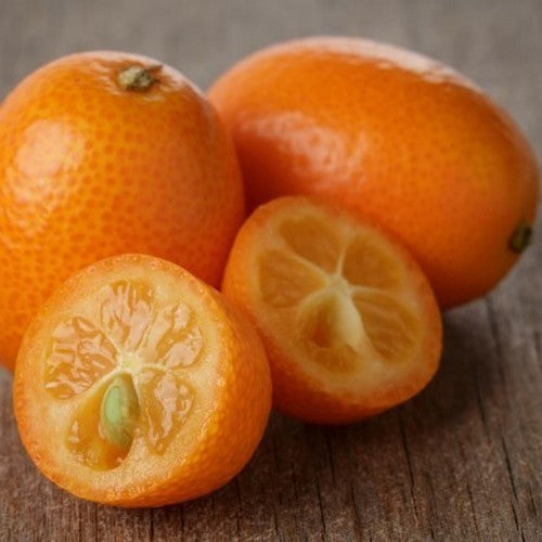 Kumquat 'Nagami' / 'Fukushi'