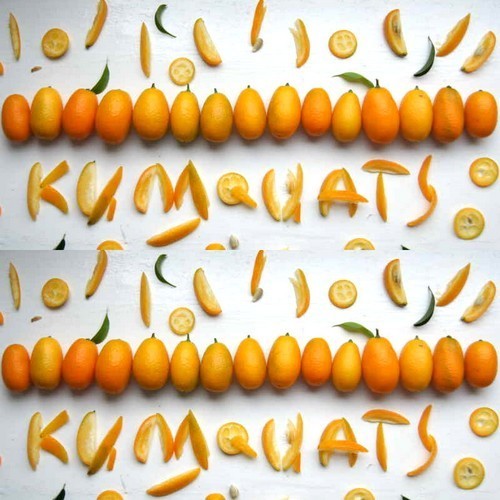 Kumquat 'Nagami' / 'Fukushi'