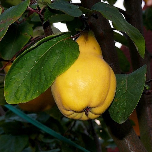 Kweepeer 'Vranja'