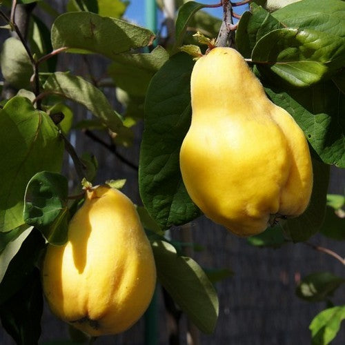 Kweepeer 'Vranja'