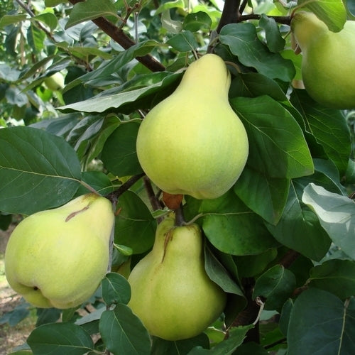 Kweepeer 'Miagkoplodnaja'