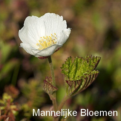 LaplandKers 'Nyby'