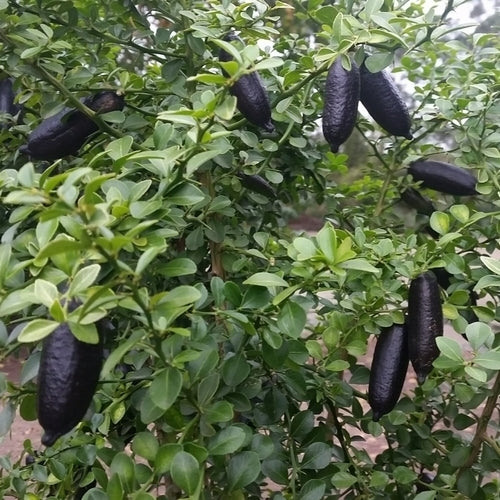 Limoenkaviaar ‘Finger Lime’
