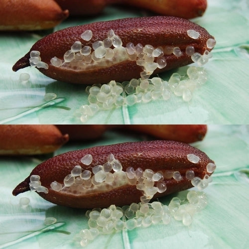 Limoenkaviaar ‘Finger Lime’