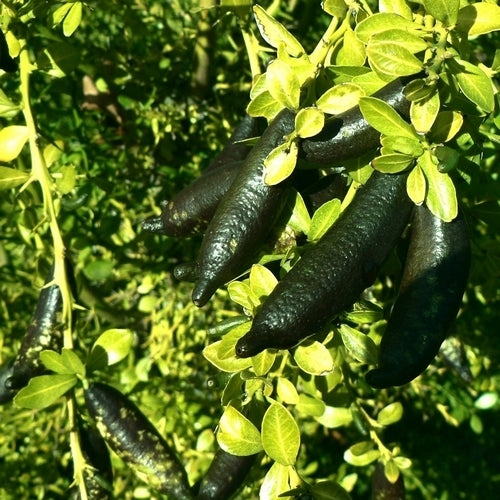 Limoenkaviaar ‘Finger Lime’
