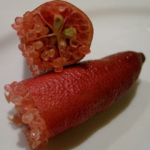 Limoenkaviaar ‘Finger Lime’