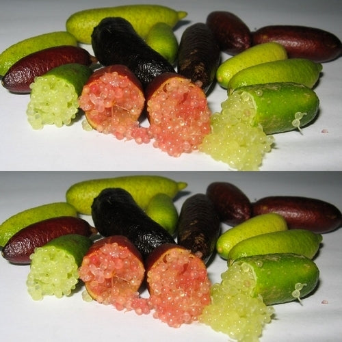 Limoenkaviaar ‘Finger Lime’