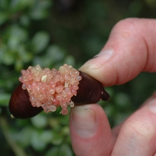 Limoenkaviaar ‘Finger Lime’
