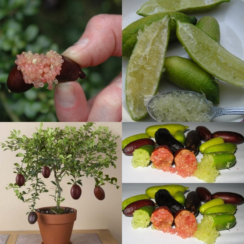 Limoenkaviaar ‘Finger Lime’