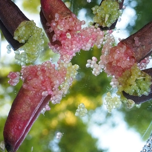 Limoenkaviaar ‘Finger Lime’