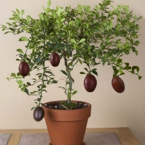 Limoenkaviaar ‘Finger Lime’
