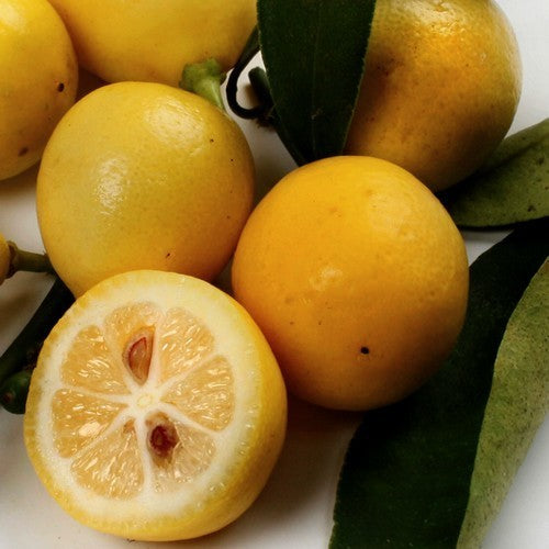 Limonella 'Eustis' / 'Tavares'