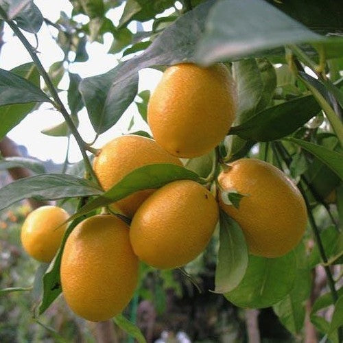 Limonella 'Eustis' / 'Tavares'