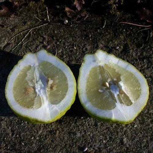 Lipomoen 'Lipo'