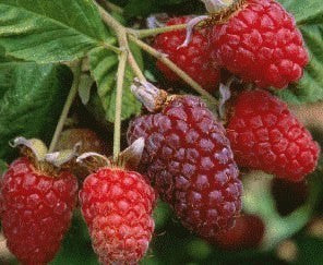 Loganbes 'Thornless Loganberry'