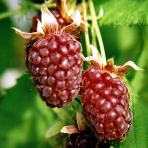 Loganbes 'Thornless Loganberry'