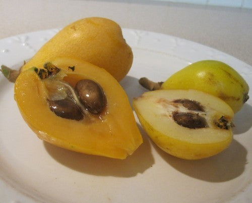 Loquat