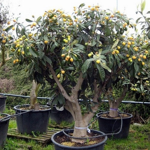 Loquat