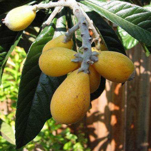 Loquat