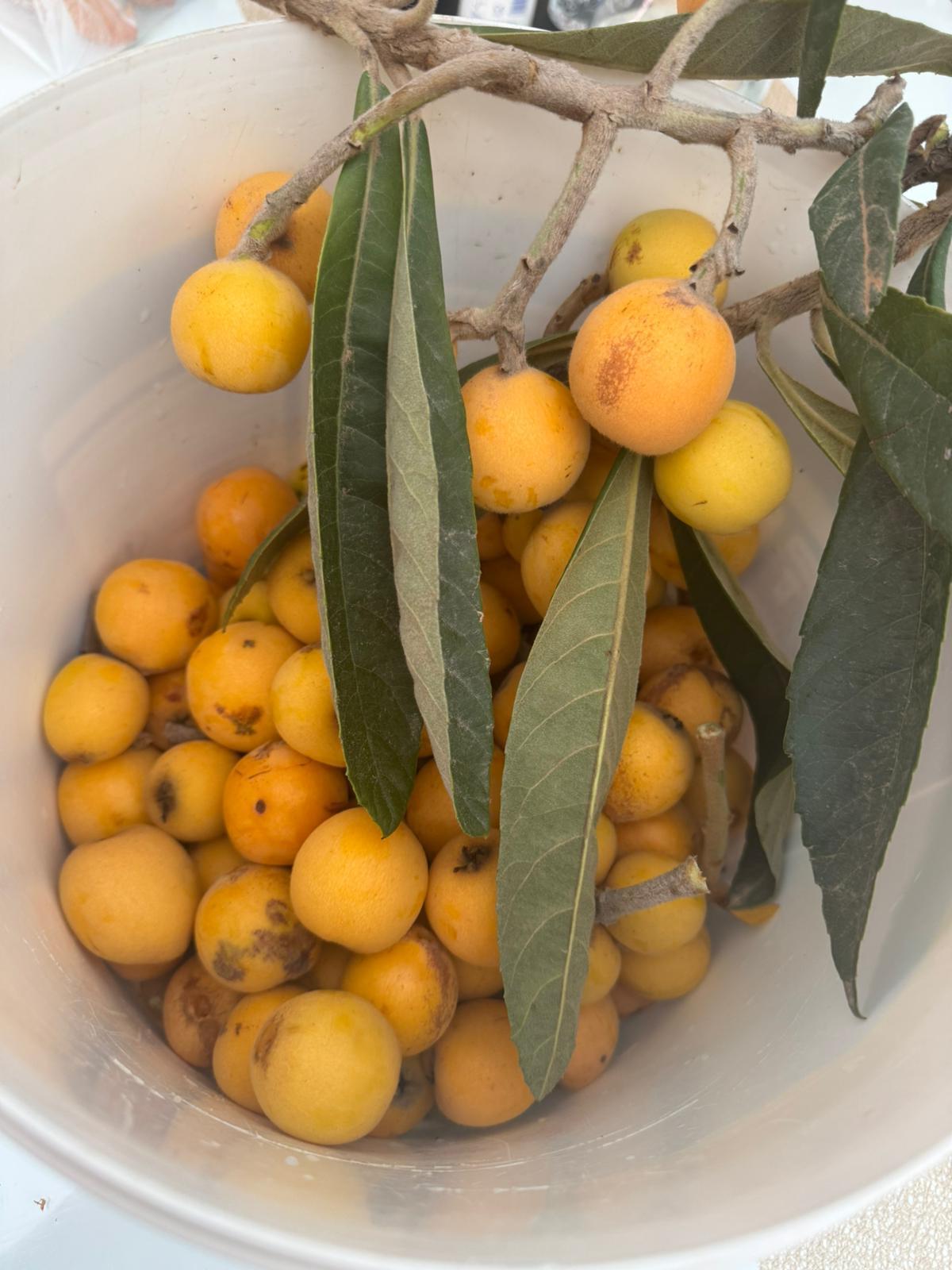 Loquat