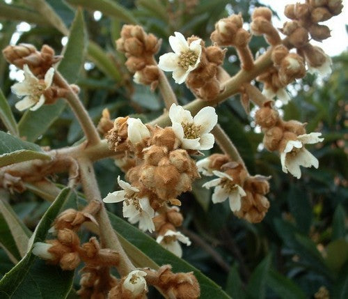 Loquat