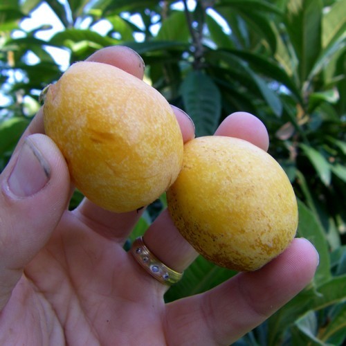 Loquat