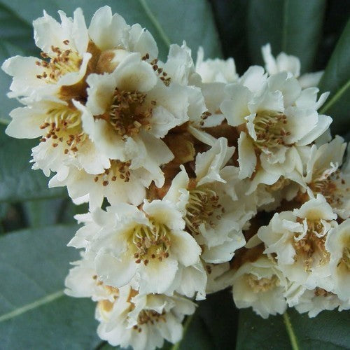 Loquat
