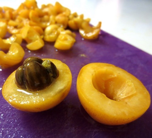 Loquat