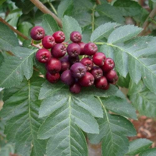 Rowan-Apple-Berry 'Titan'
