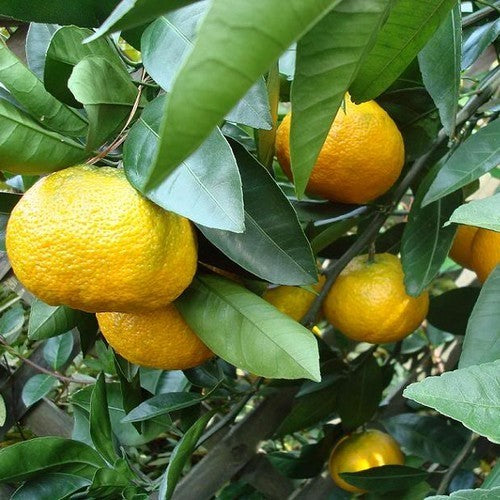 Mandarijn, Keraji 'Keraji'