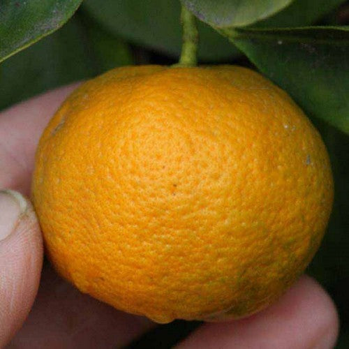 Mandarijn, Keraji 'Keraji'