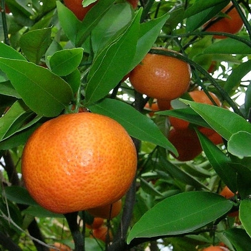 Mandarijn, satsuma 'Satsuma' / 'Satsuma Okitsu'