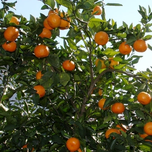 Mandarijn, satsuma 'Satsuma' / 'Satsuma Okitsu'