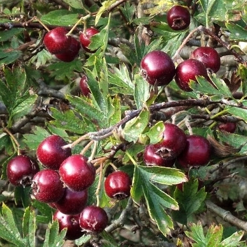 Hawthorn, Blue